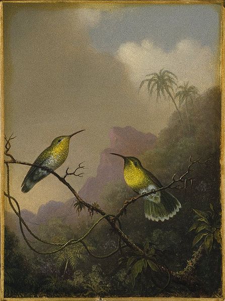 Martin Johnson Heade Copper-tailed Amazili